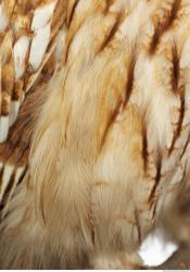 Photo Textures of Animals Skin